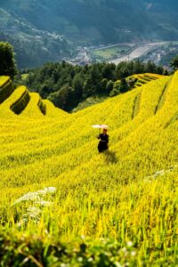mountains, plateau, nature, step, field, people, rice, countryside, outdoors, agriculture